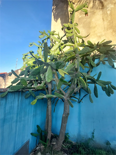 Foto REO1094248