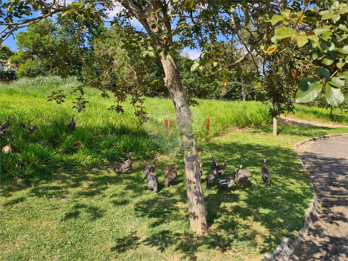 Foto REO1095228