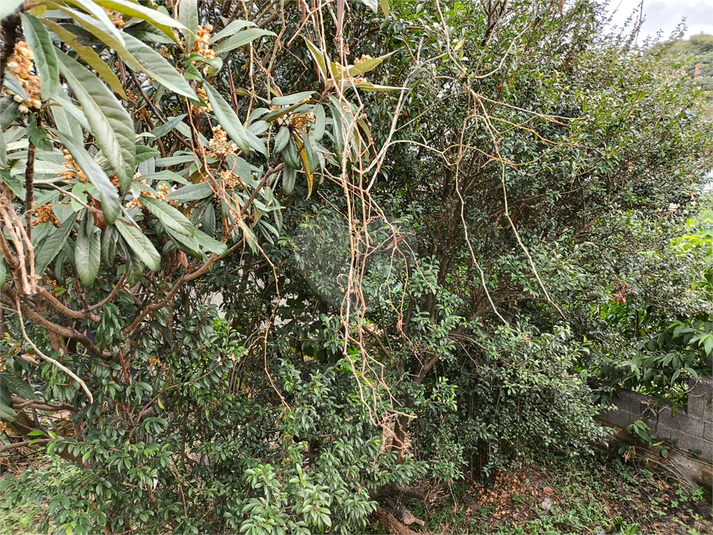 Foto REO1095541