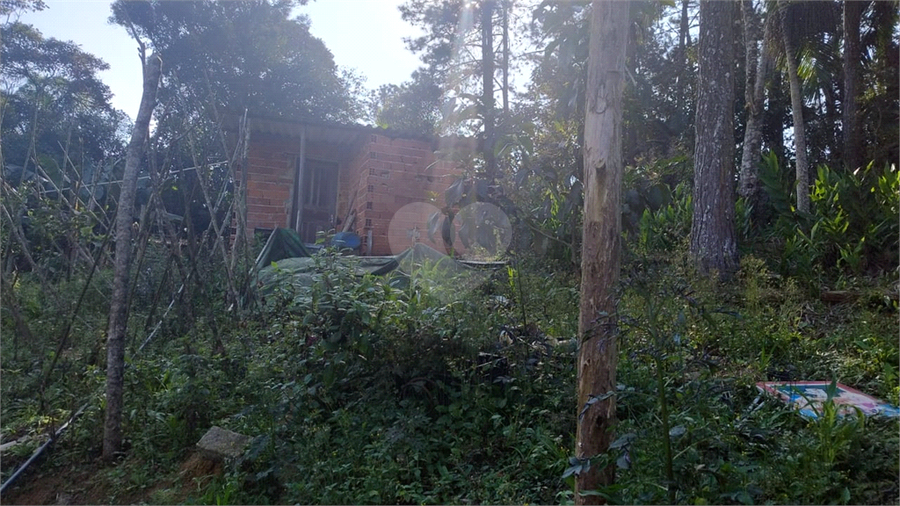 Foto REO1095618