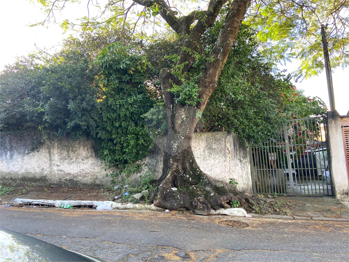 Foto REO1096467