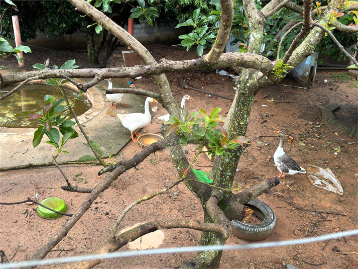 Foto REO1097408