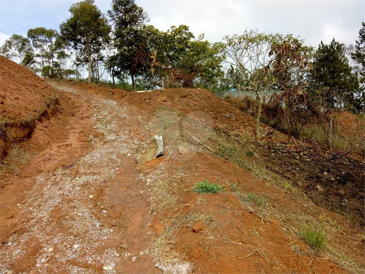 Foto REO1099881