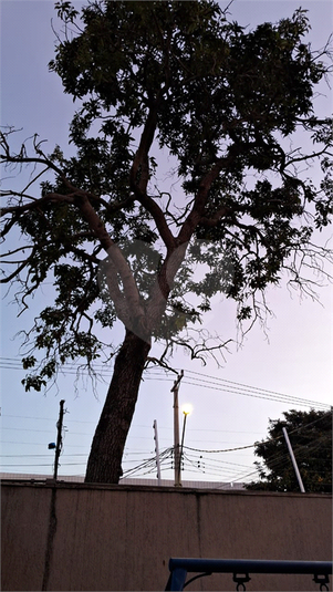Foto REO1101519