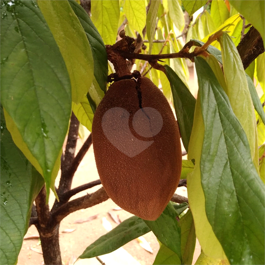 Foto REO1101756
