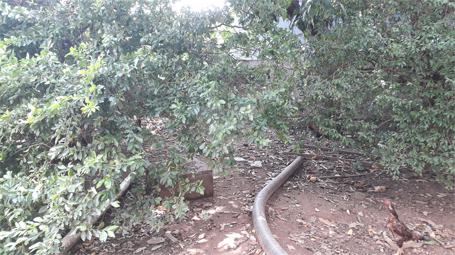 Foto REO1103279