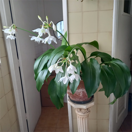 Foto REO1104485