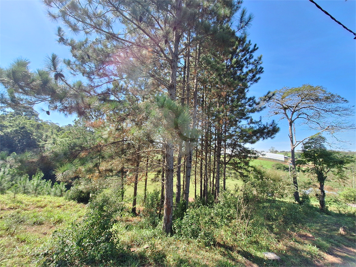 Foto REO1104562