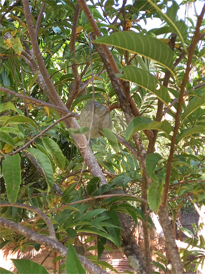 Foto REO1104618