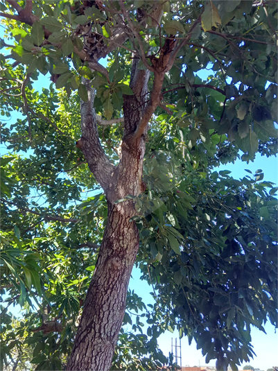 Foto REO1106785
