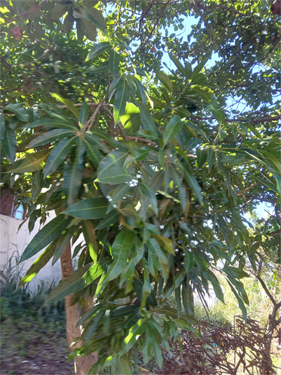 Foto REO1106785