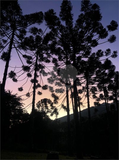 Foto REO1109643