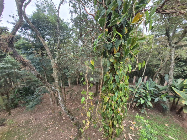 Foto REO1111659