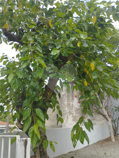 Foto REO1112443