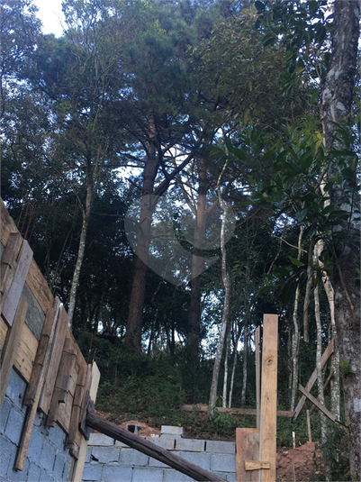 Foto REO1113728