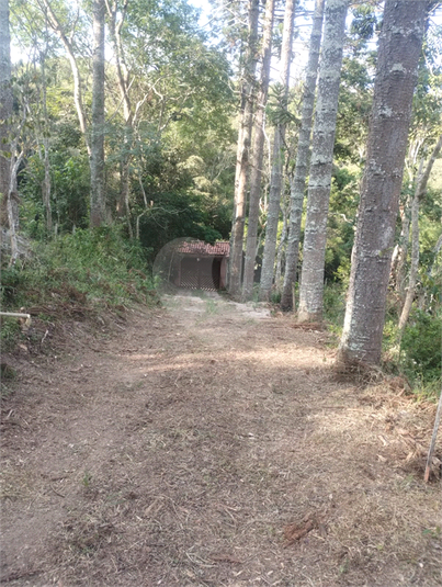 Foto REO1114139