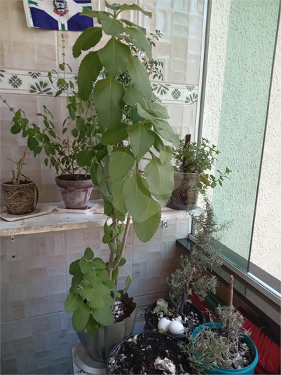 Foto REO1116470