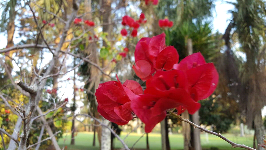 Foto REO1116838
