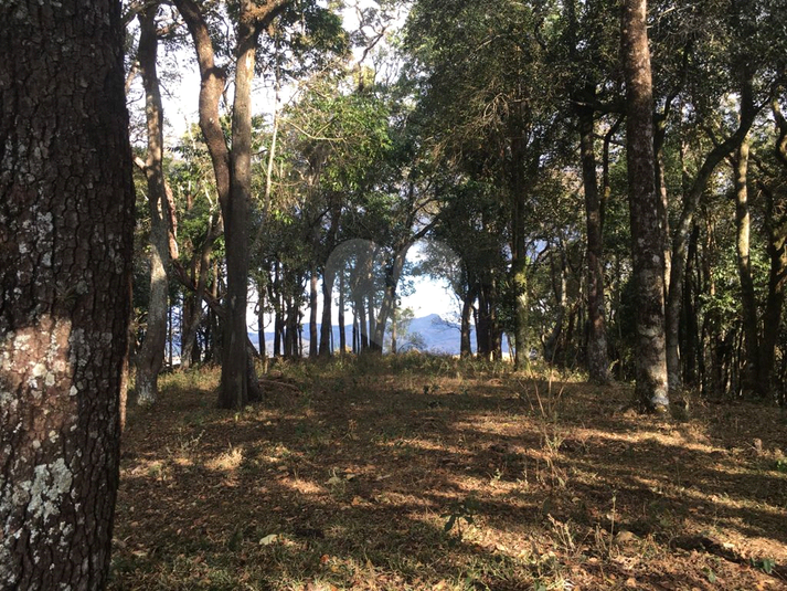 Foto REO1120328