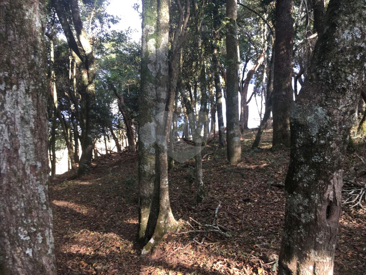 Foto REO1120328
