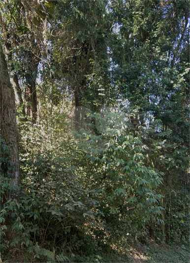 Foto REO1120968