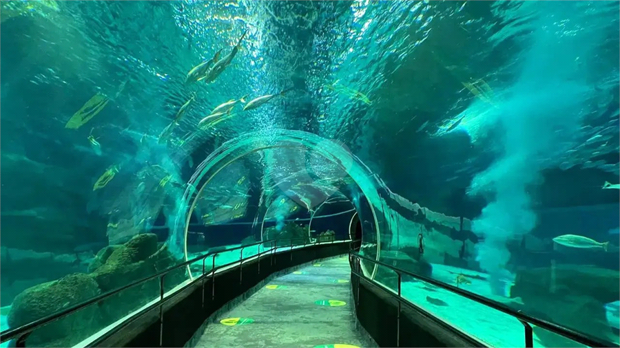 AquaRio (a 15 minutos do maior aquário marinho da América do Sul