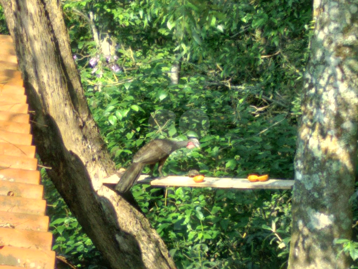 Foto REO1128455