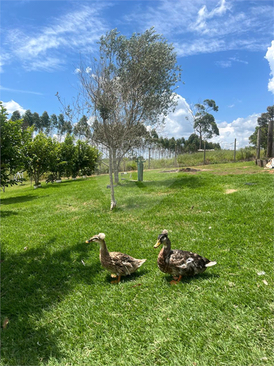 Foto REO1129231