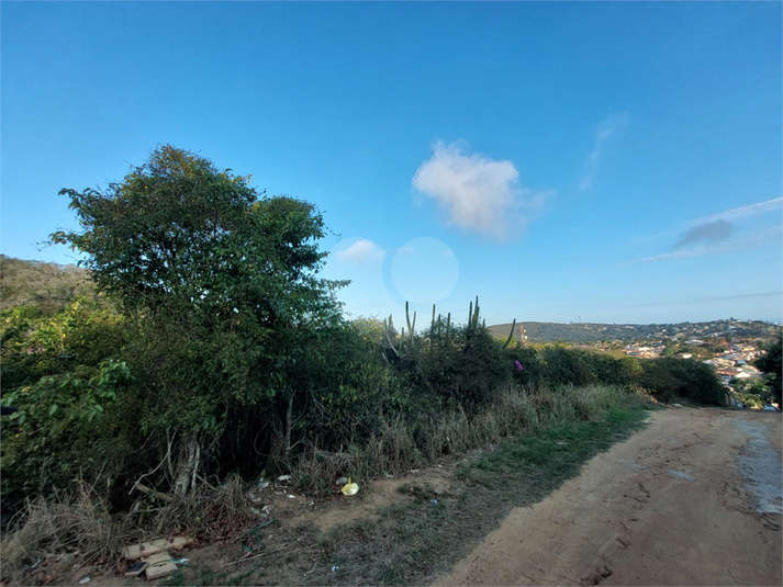 Foto REO1129387
