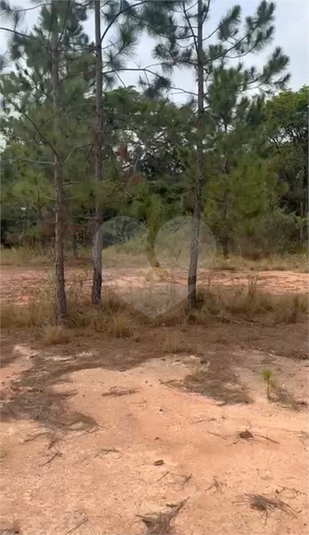 Foto REO1132963