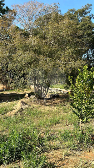 Foto REO1133081