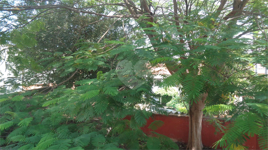 Foto REO139374