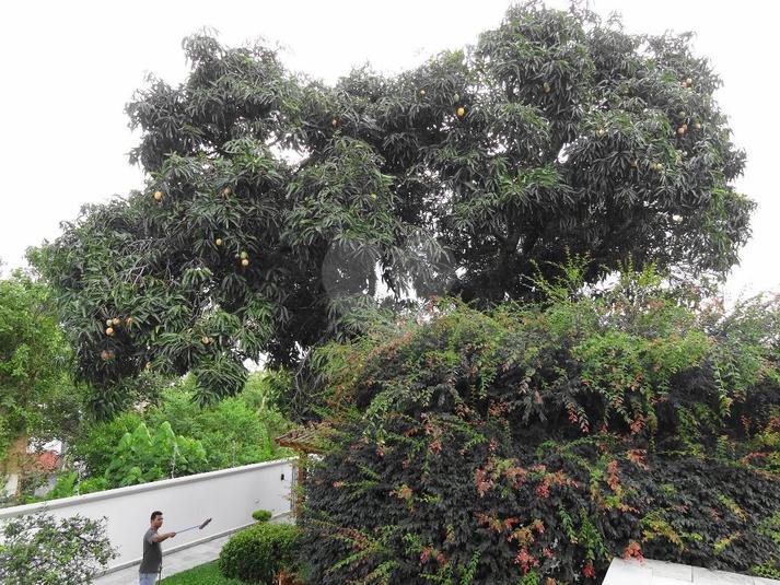 Venda Casa térrea São Paulo Vila Albertina REO173083 19