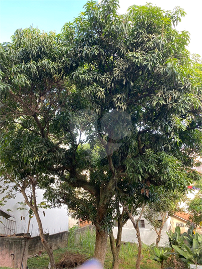 Foto REO174261