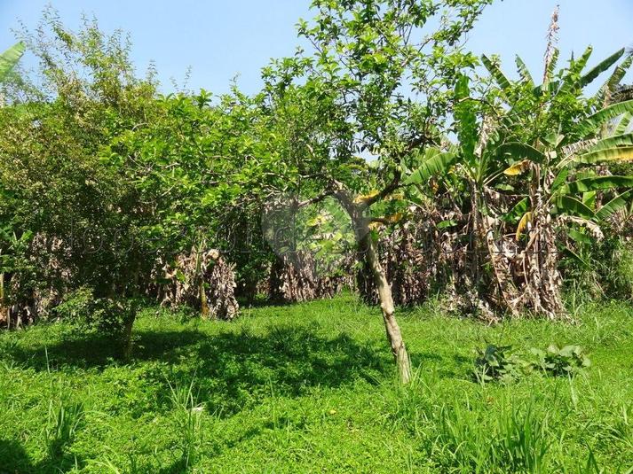 Venda Terreno São Paulo Horto Florestal REO174941 7