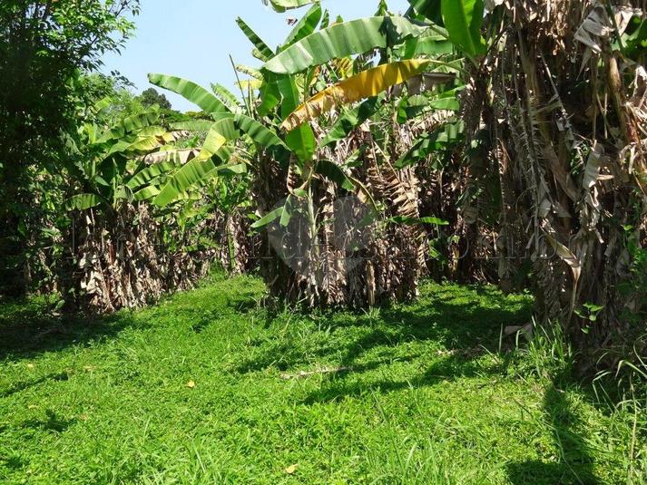 Venda Terreno São Paulo Horto Florestal REO174941 13