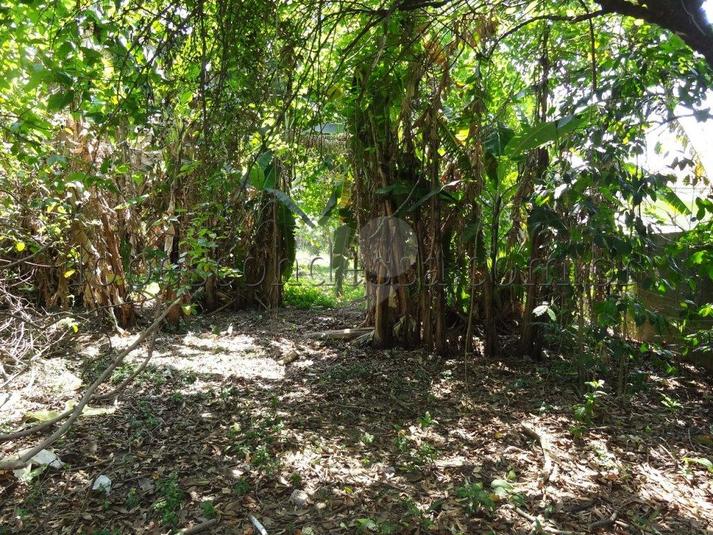 Venda Terreno São Paulo Horto Florestal REO174941 20