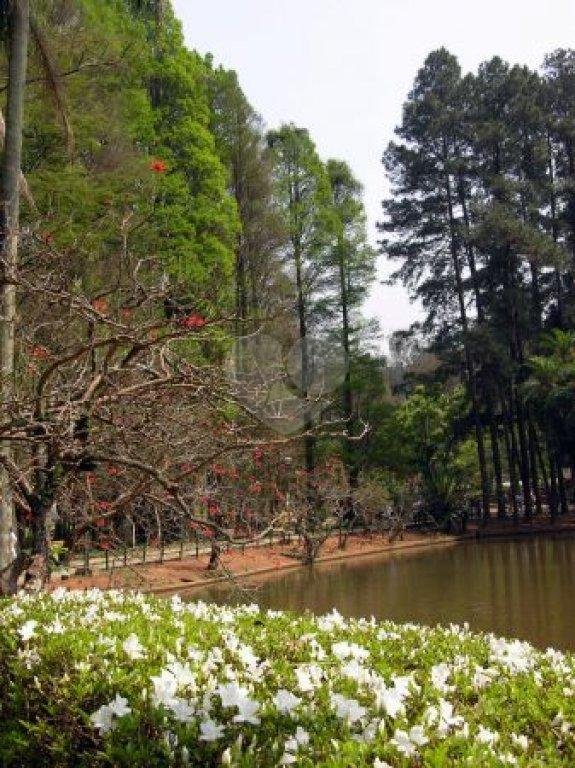 Venda Terreno São Paulo Horto Florestal REO176052 13