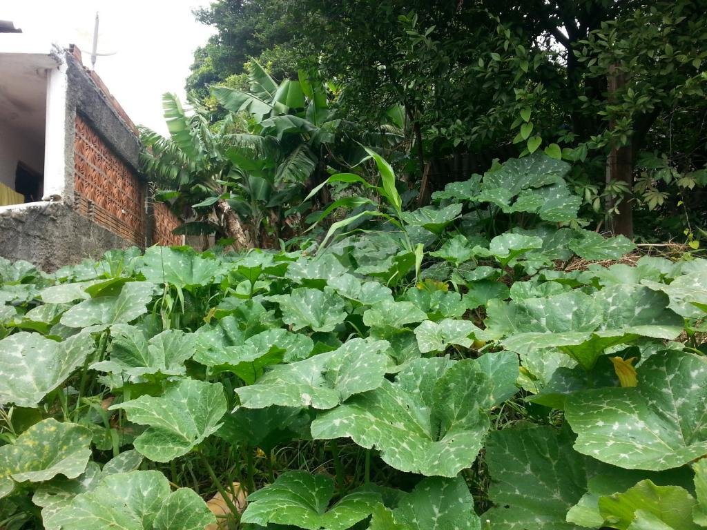 Venda Terreno São Paulo Imirim REO182625 11