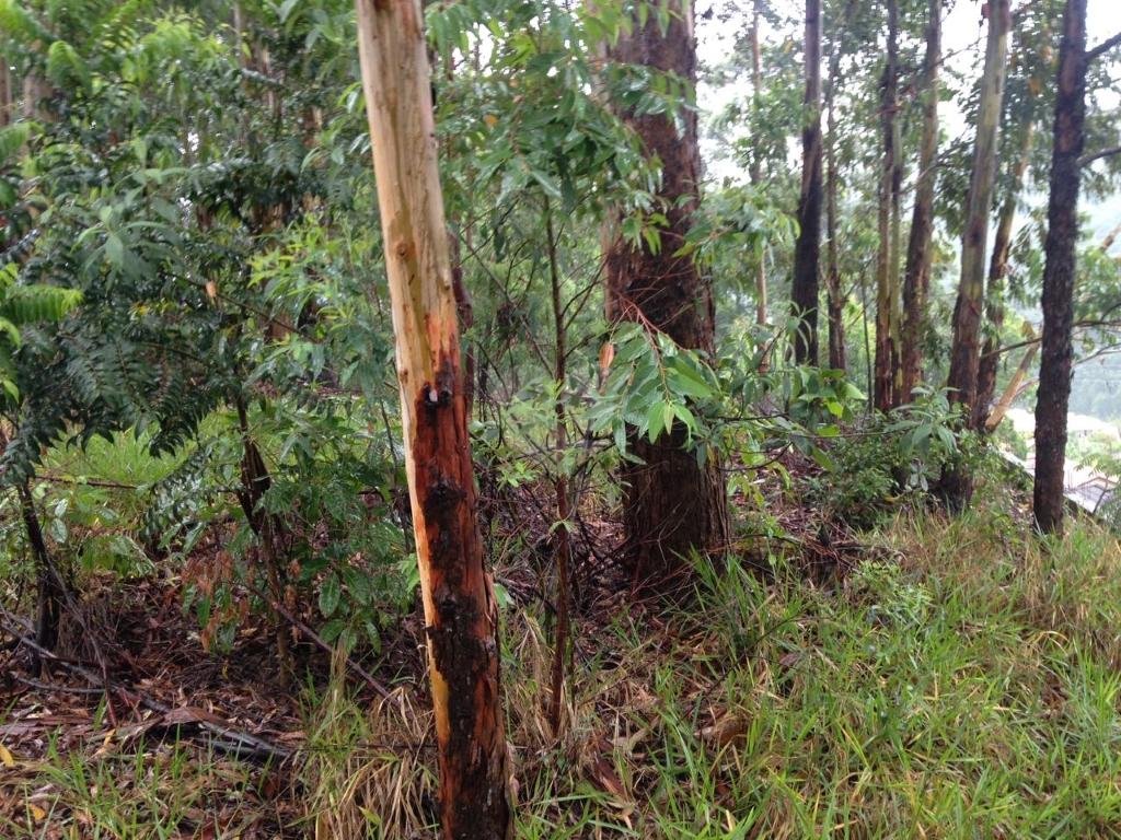 Venda Terreno Barueri Tamboré REO215876 16