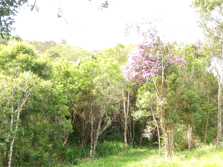Foto REO292331