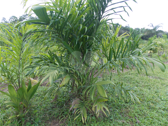 Venda Sítio Pariquera-açu Centro REO358912 11