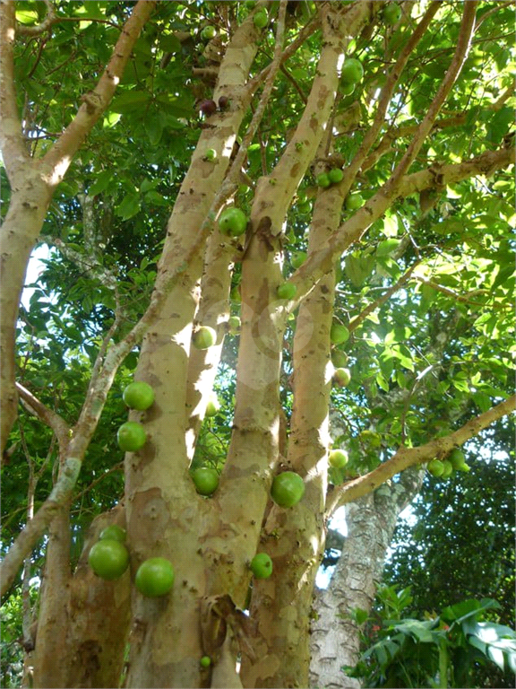 Venda Casa São Roque Jardim Suíça Paulista REO361221 42