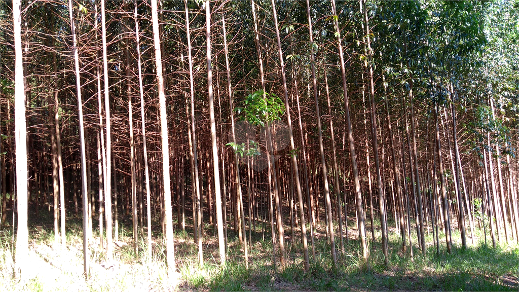 Venda Sítio Vinhedo Cachoeira REO361593 13