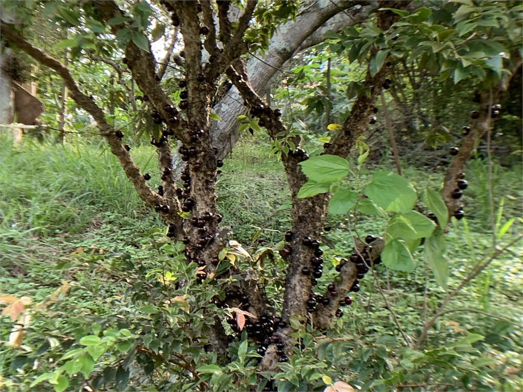 Venda Chácara Araçoiaba Da Serra Centro REO385016 36