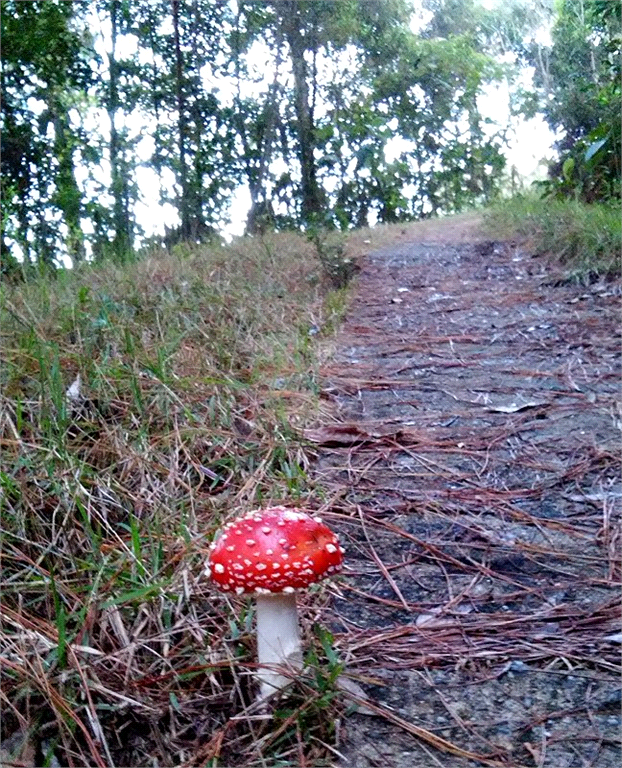 Venda Sítio Campos Do Jordão Santa Barbara REO387232 4