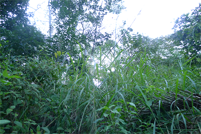 Foto REO470591