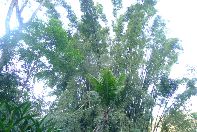 Foto REO470591