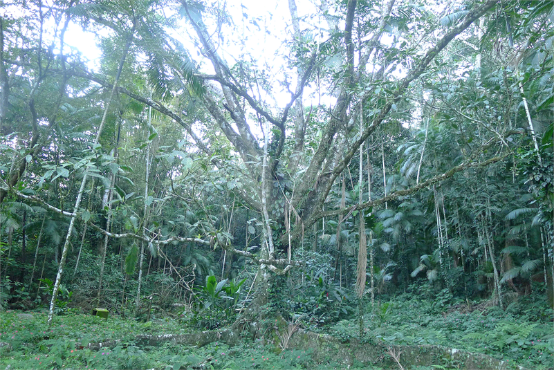 Foto REO470591