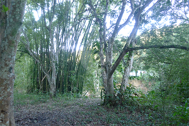 Foto REO470591